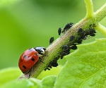 10 Beneficial Insects Youll Want In Your Garden & Vegetable Plot