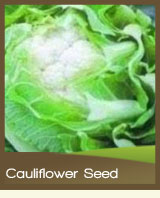 Cauliflower