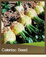 Celeriac