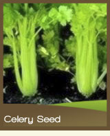 Celery