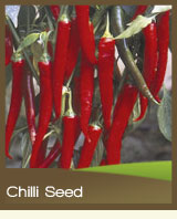 Chilli Pepper