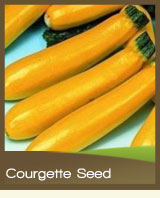 Courgette