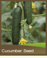 Cucumber