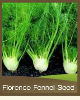Florence Fennel