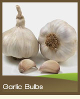 Garlic Bulbs
