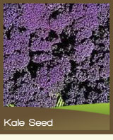 Kale / Borecole
