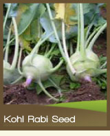 Kohl Rabi