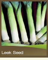 Leek