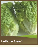 Lettuce