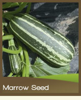 Marrow