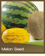 Melon