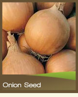 Onion