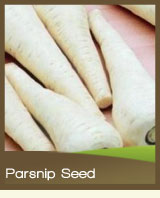 Parsnip