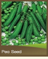 Pea