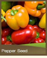 Sweet Pepper