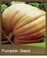 Pumpkin