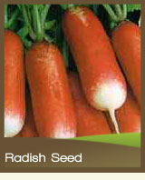 Radish