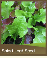 Salad Leaf