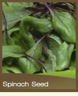 Spinach
