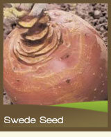 Swede