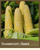 Sweetcorn
