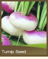Turnip