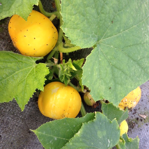 Cucumber Seeds Lemon.