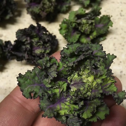 Kalettes Flower Sprout Seeds Garden Mix