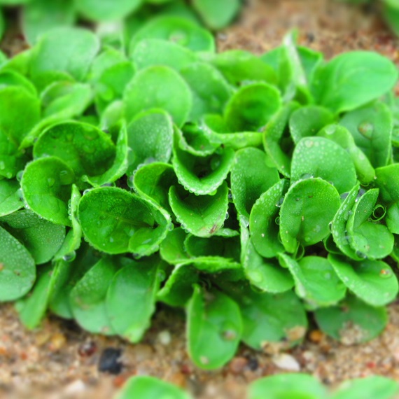Lambs Lettuce Seeds, Verte De Cambrai Corn Salad