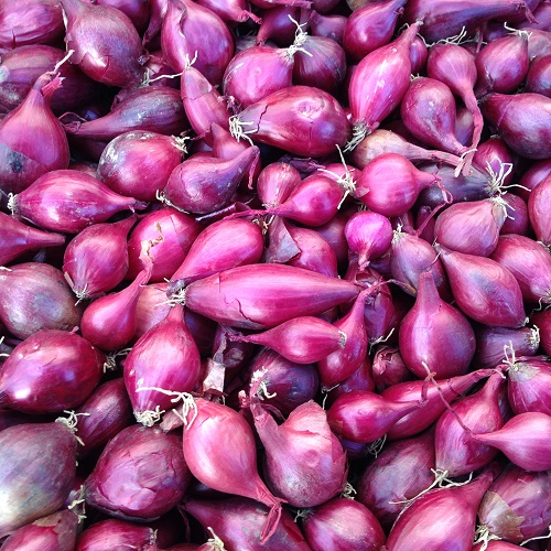 Onion Sets Red Baron Buy in Bulk Spring Planting
