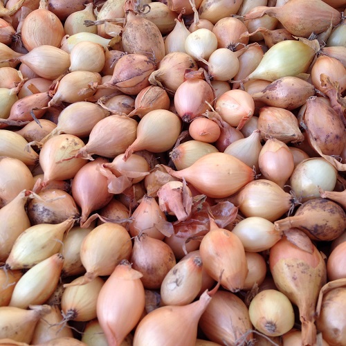 250g Onion Sets Sturon