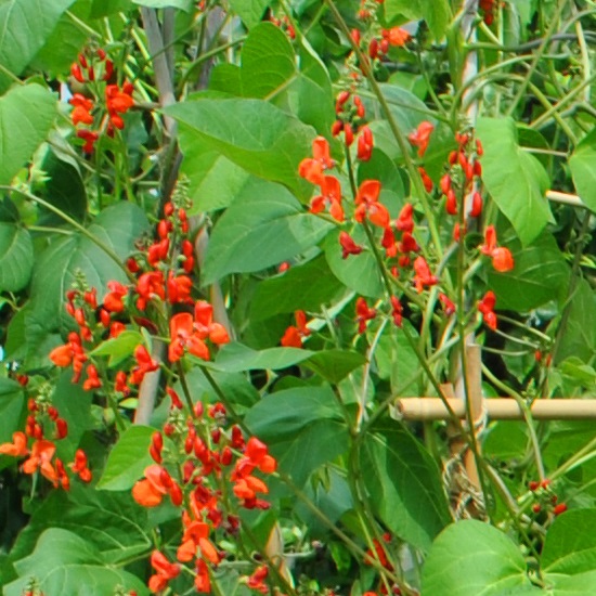 Runner Bean Seeds Red Knight