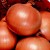 OverWinter / Japanese Onion Seeds Toughball