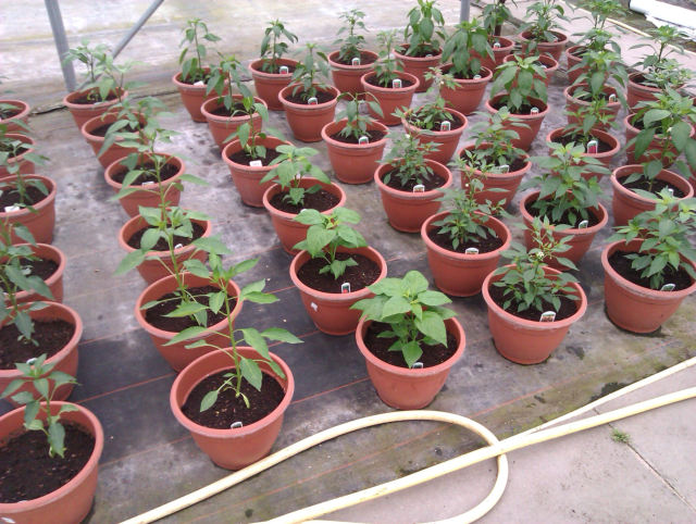 SimplySeed Chilli Plant Trials 2013