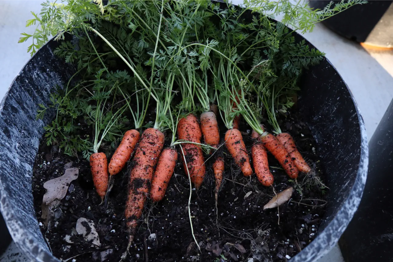 https://www.simplyseed.co.uk/user/blog-images/Growing%20Carrots%20in%20Pots%20and%20Containers.webp