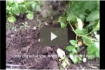When are potatoes ready for harvest??