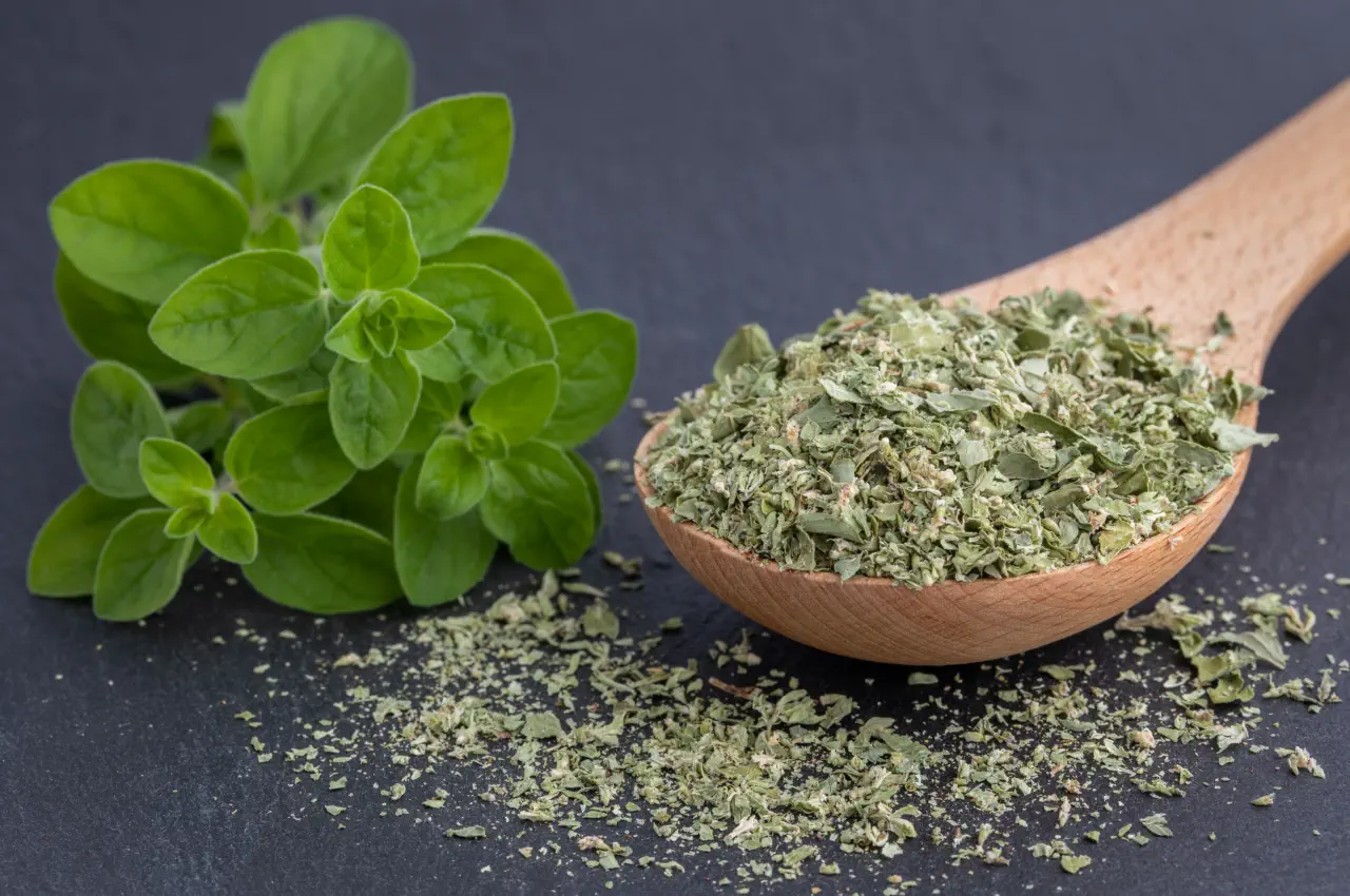 Marjoram