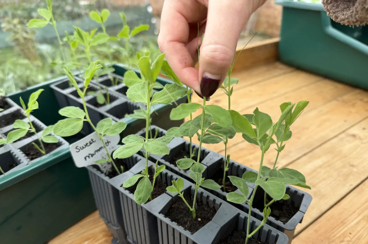 Pinching Out Sweet Peas — When, Why and How?