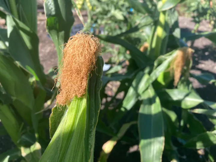 When are Sweetcorn ready to pick?