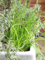 Herb Sinks and Comfrey Tea