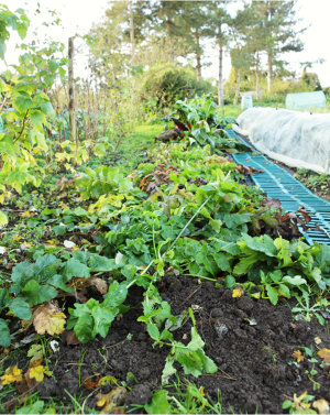 Row of Parsnip Gladiator on the Allotment