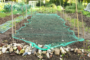 Planting Onion Sets under netting