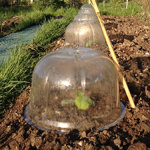 Around the Veg Plot and Reaping Radishes