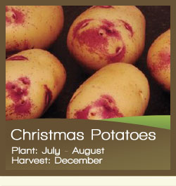 Christmas Potatoes
