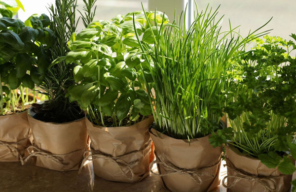 What Seeds to Sow in February - Vegetables, Herbs, and Flowers that be  planted in February.