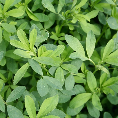 Alfalfa Green Manure Seeds