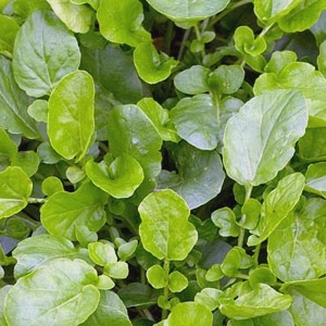 Land Cress