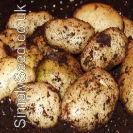 Tastes Great Straight from Your Kitchen Garden First Early Variety 8 x Potato Arron Pilot Tubers