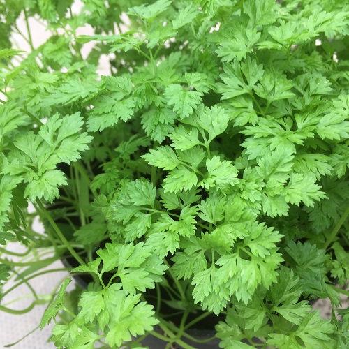 Chervil Seeds Curled