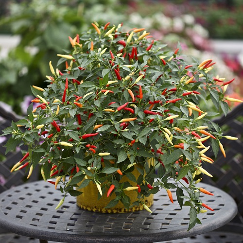 Ring O Fire Chilli Pepper Very HOT 10 seeds
